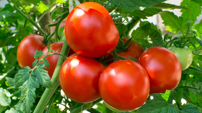 Programul Tomate 2023